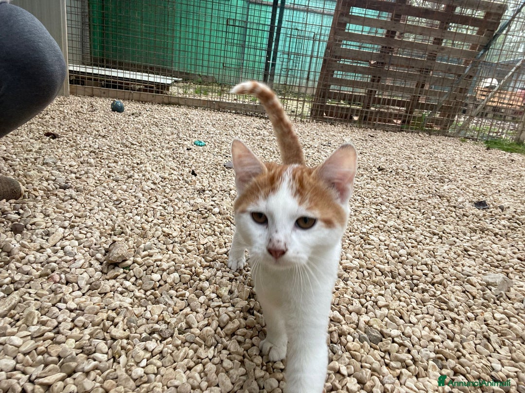 Meticcio gatti in regalo: SOS SOS SOS POOH - Annuncio 6