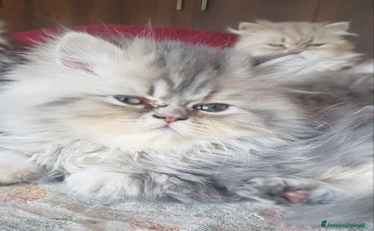 Persiano gatti a Provincia di Novara - Annuncio 12