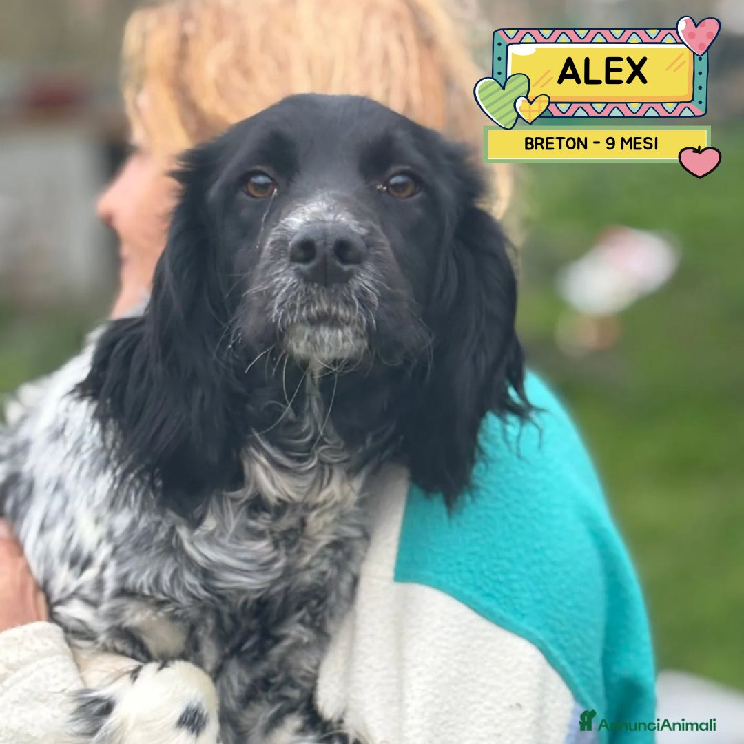 Breton cani ALEX epagneul breton 9 mesi cerca casa in adozione - Annuncio 7