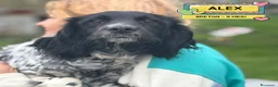 Breton cani in regalo: ALEX epagneul breton 9 mesi cerca casa in adozione - Annuncio 1