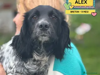 Breton cani ALEX epagneul breton 9 mesi cerca casa in adozione - Annuncio 7