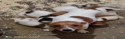 Jack Russell cani in vendita: Cuccioli Jack Russell terrier con pedigree  - Annuncio 4