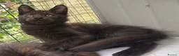 Maine Coon gatti in vendita: Maschietto nero di maine coon (Black Velvet) - Annuncio 17