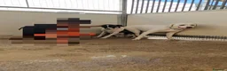 Meticcio cani in regalo: Kinder: dolcissimo cerca nuova famiglia  - Annuncio 4