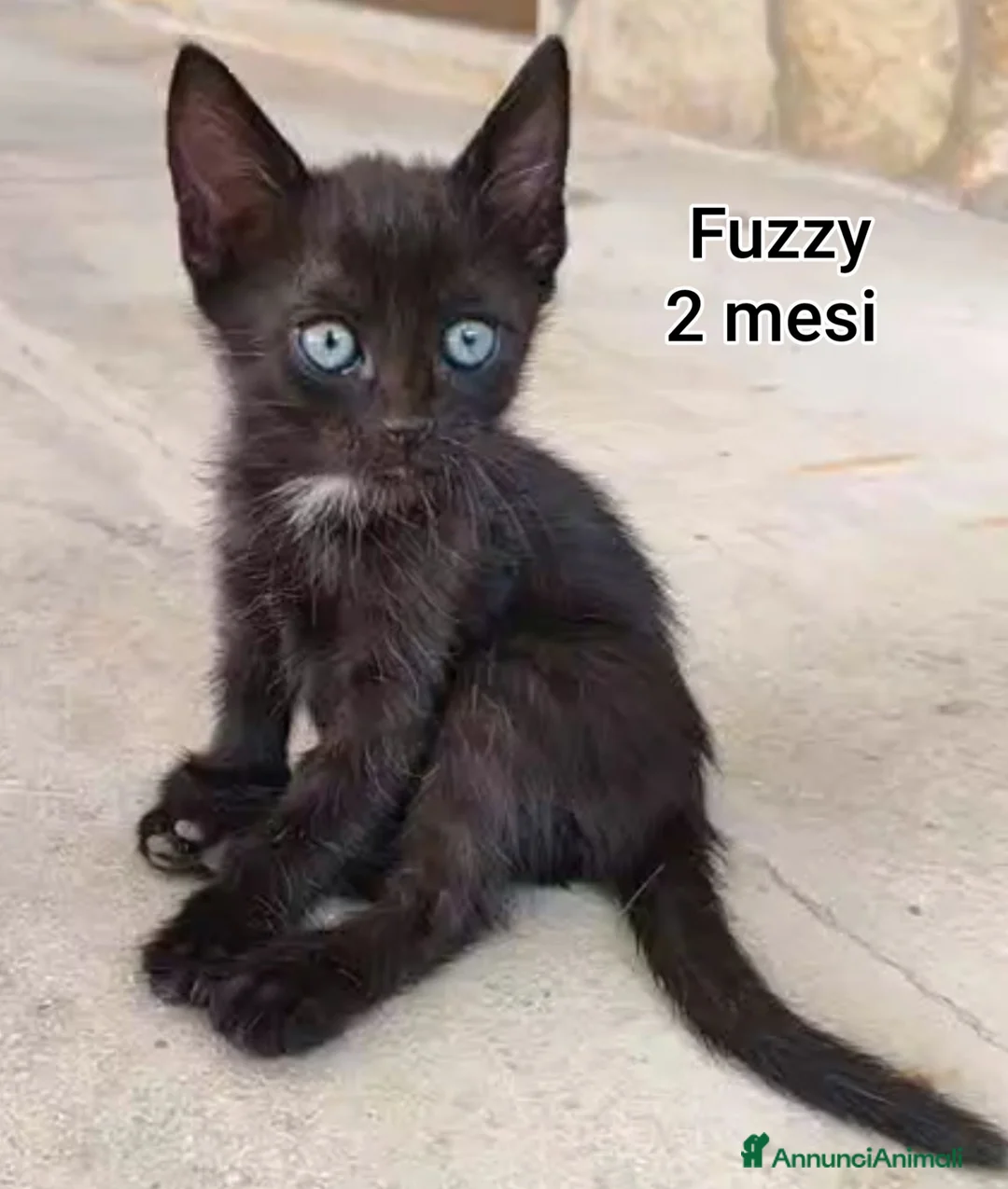 Altre razze gatti in regalo: ADOTTA UN GATTINO  a Provincia di Reggio Emilia - Annuncio 2