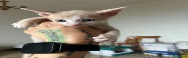 Sphynx Gattino 1