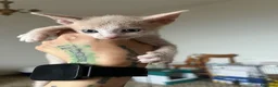 Sphynx gatti in vendita: Sphynx brush a Provincia di Reggio Emilia - Annuncio 7
