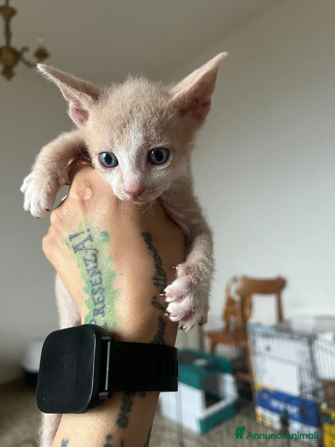 Sphynx gatti in vendita: Sphynx brush a Provincia di Reggio Emilia - Annuncio 7