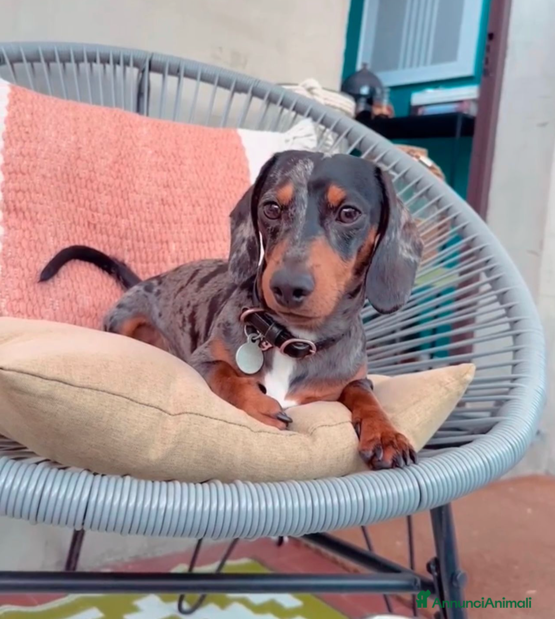 Bassotto cani Bassotto Kaninchen Arlecchino Accoppiamento - Annuncio 7