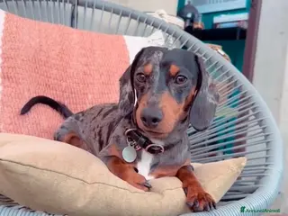 Bassotto cani Bassotto Kaninchen Arlecchino Accoppiamento - Annuncio 7