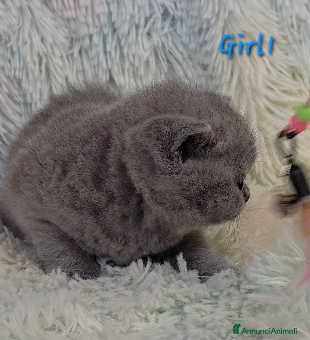 British gatti in vendita: Cucciole British shorthair  - Annuncio 6