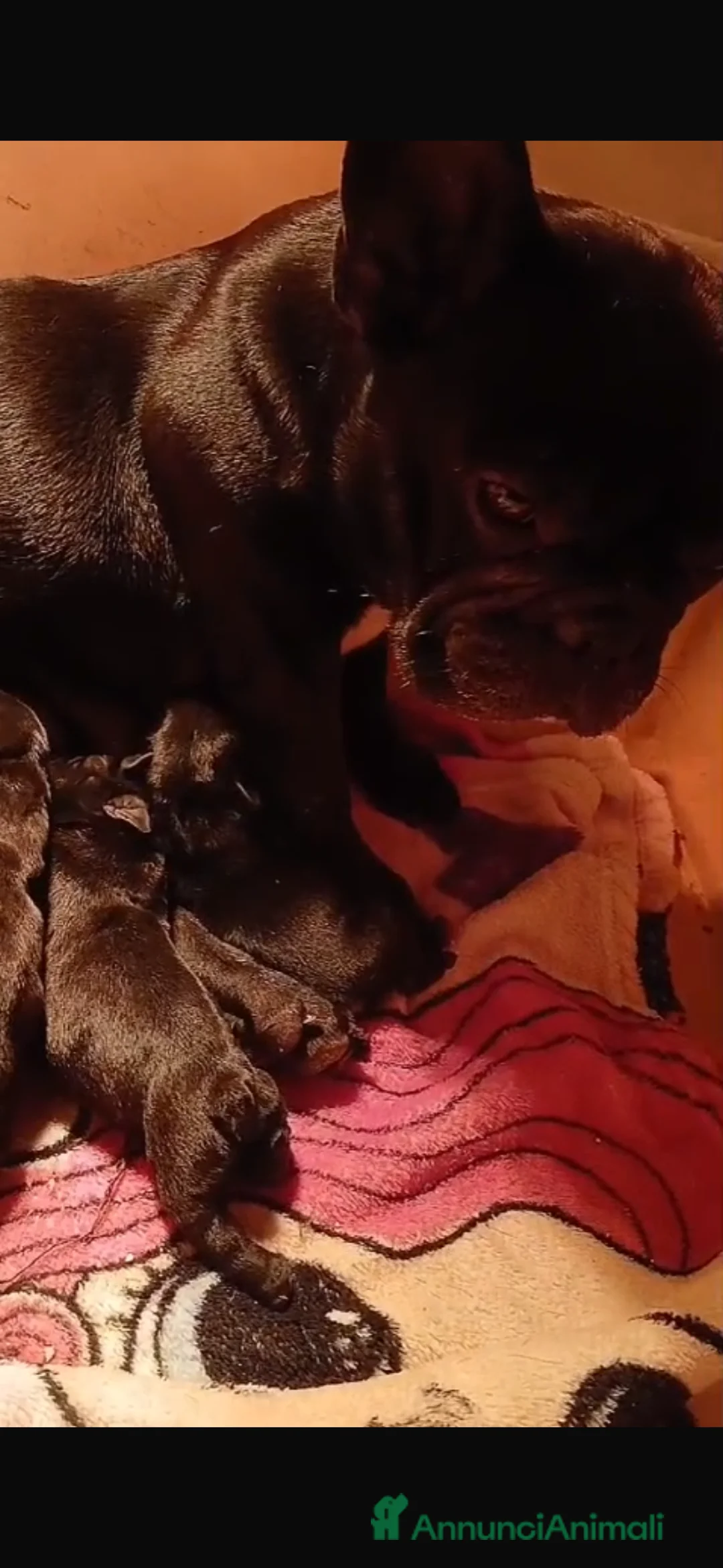 Bulldog Francese cani in vendita: Cuccioli bulldog francesi  - Annuncio 2