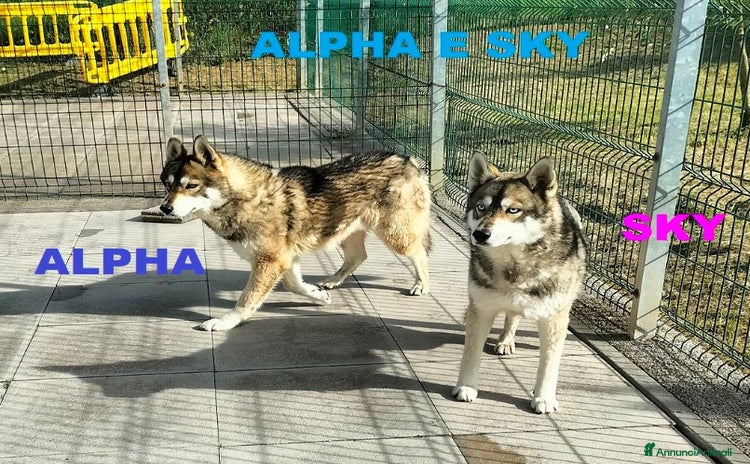Husky cani a Città Metropolitana di Torino - Annuncio 1