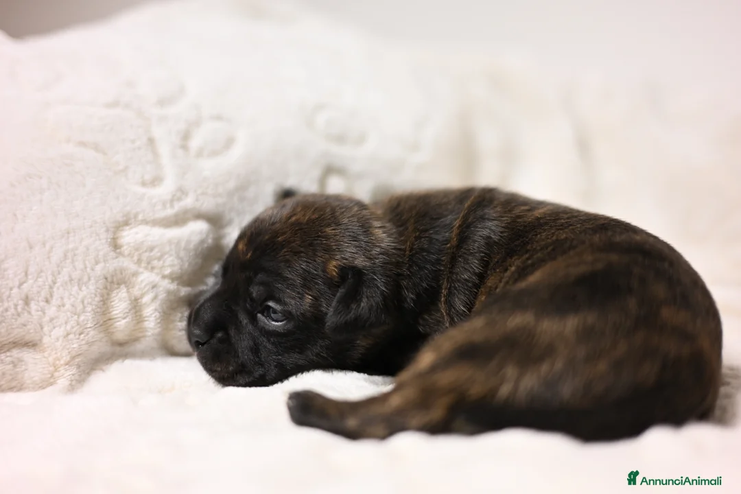 Staffordshire cani in vendita: Cuccioli di Staffordshire Bull Terrier - Annuncio 9