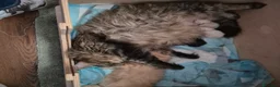 Siberiano gatti in vendita: Dolce Nina - Annuncio 2