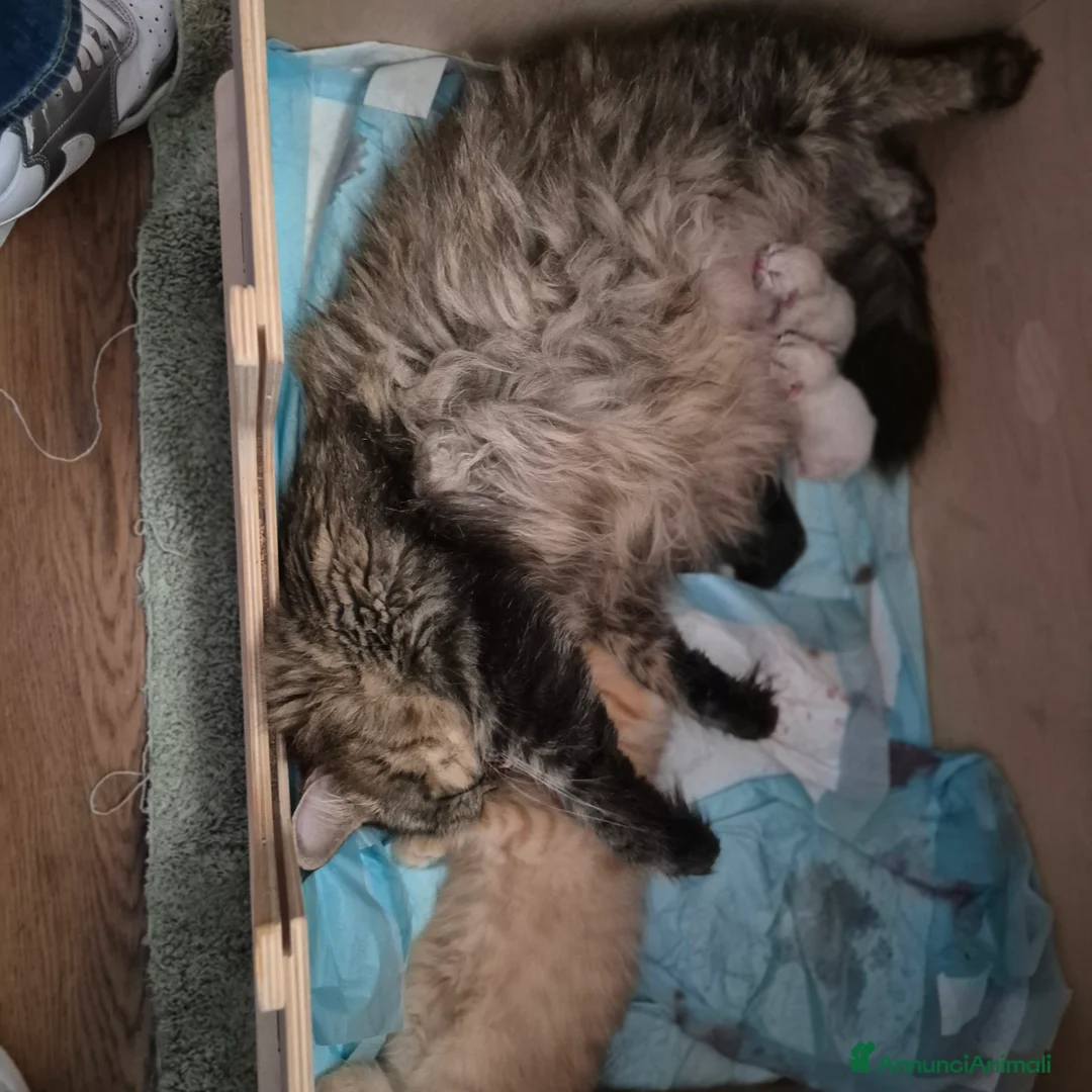 Siberiano gatti in vendita: Dolce Nina - Annuncio 2