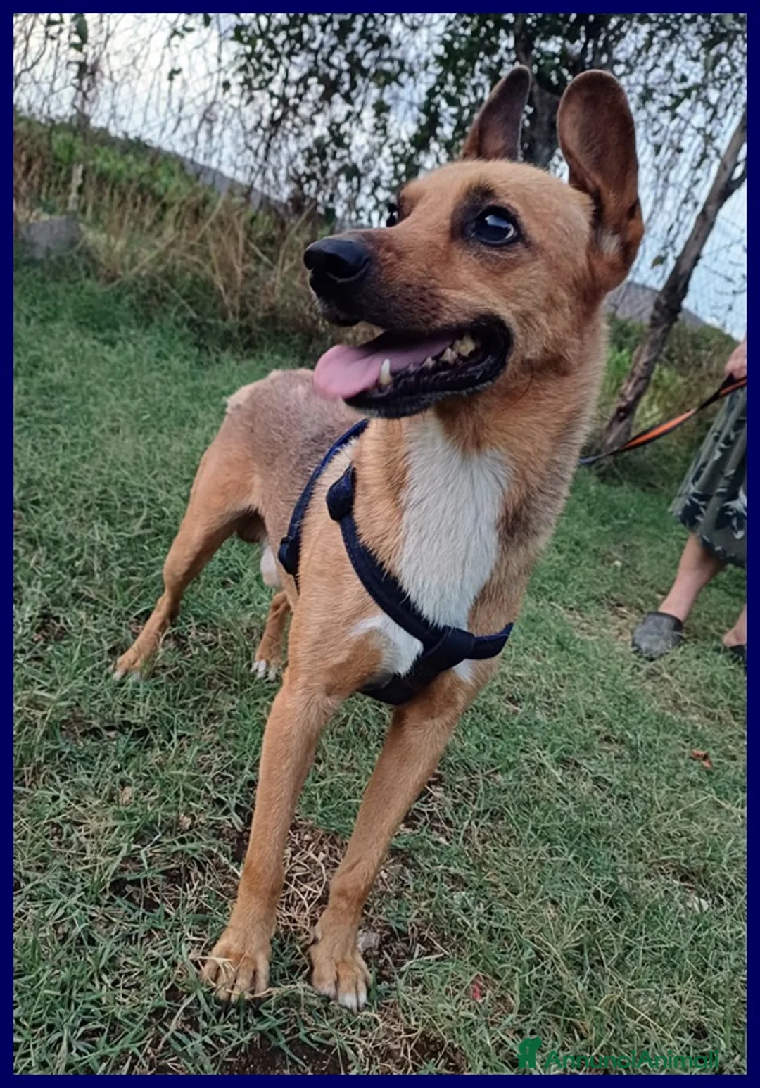 Meticcio cani in regalo: ZAK tenero piccoletto hanno rinunciato alui - Annuncio 2