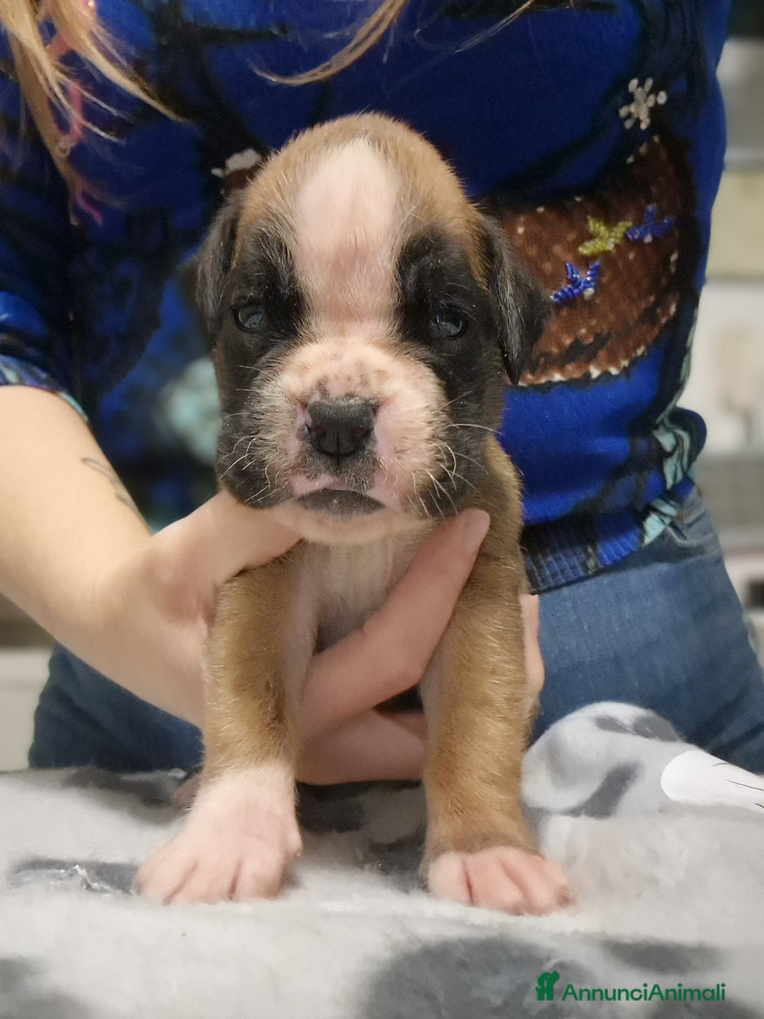 Boxer cani in vendita: Boxer cuccioli con pedigree - Annuncio 4