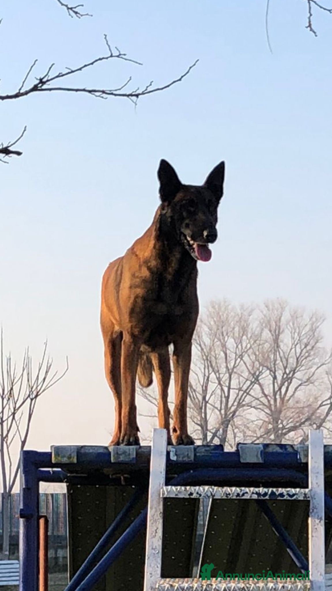 Pastore Belga cani Pastore belga malinois - Annuncio 3