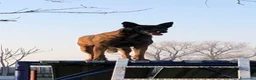 Pastore Belga cani in vendita: Pastore belga malinois - Annuncio 1