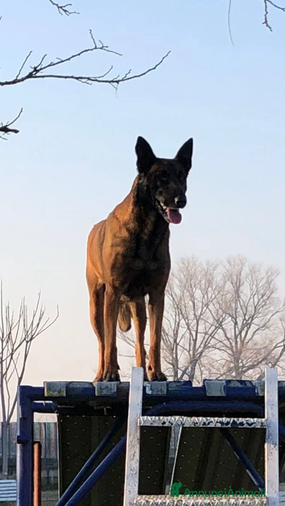 Pastore Belga cani in vendita: Pastore belga malinois - Annuncio 1