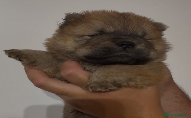 Chow Chow cani a Città metropolitana di Catania - Annuncio 10