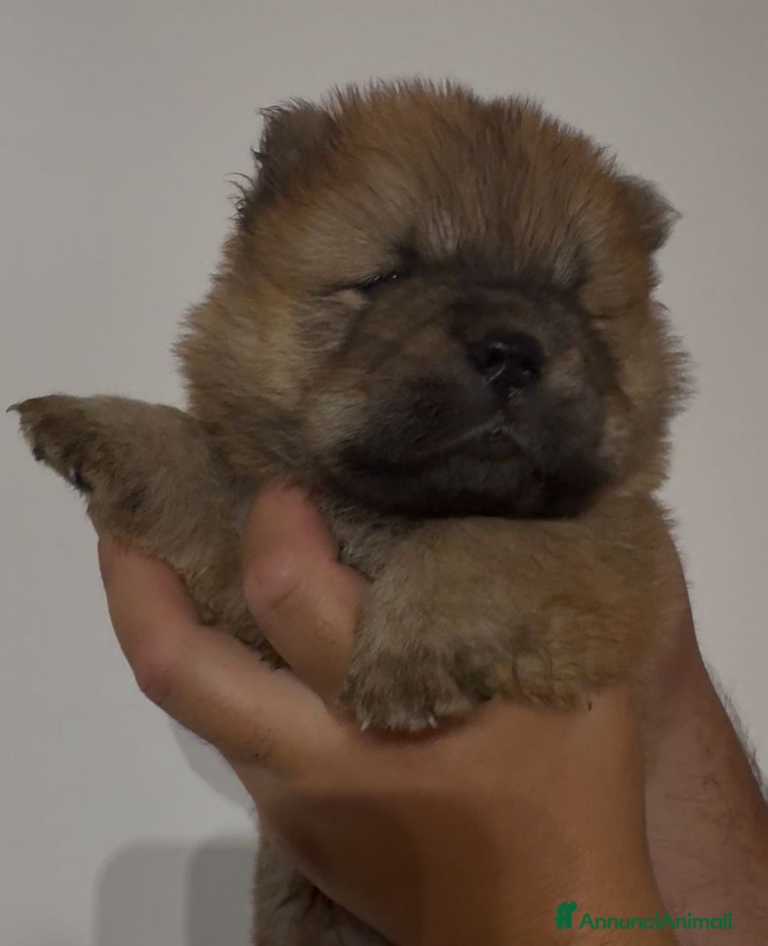Chow Chow cani in vendita: Chow chow  a Città metropolitana di Catania - Immagine 1