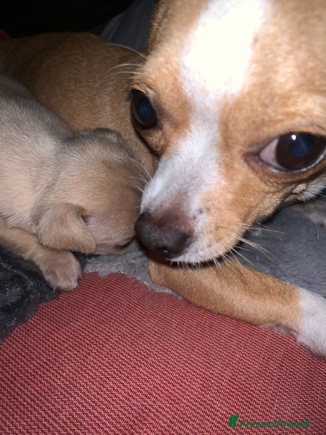 Meticcio cani in vendita: Vedo chihuahua. Invocato  - Annuncio 9