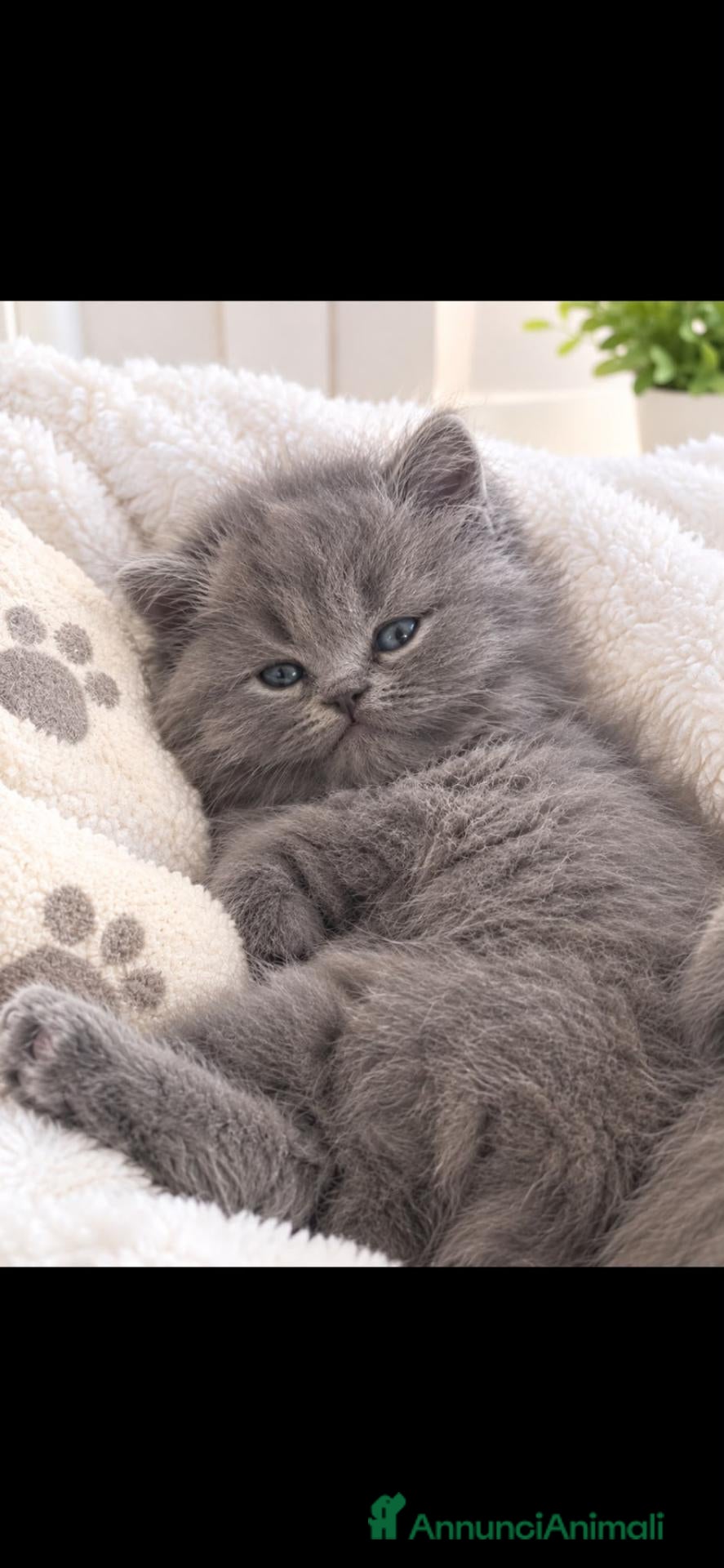 British gatti British Shorthair  - Annuncio 9
