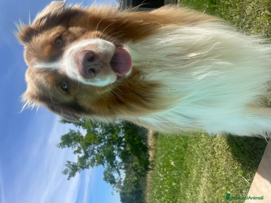 Australian Shepherd cani per accoppiamento: Maschio Pastore Australiano disponibile per monta - Annuncio 6