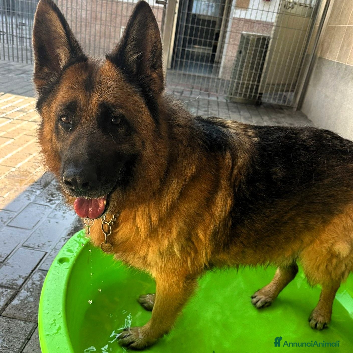 Meticcio cani IBRA PASTORE TEDESCO - Annuncio 7