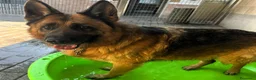 Meticcio cani in regalo: IBRA PASTORE TEDESCO - Annuncio 1