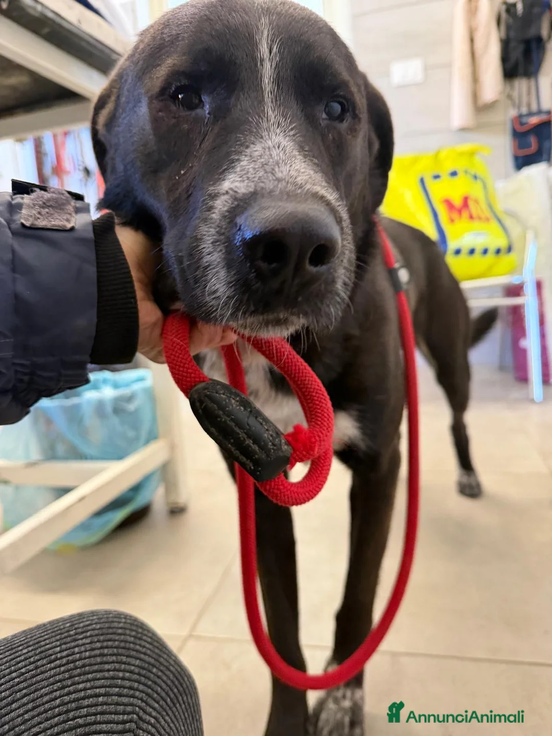 Meticcio cani in regalo:    LEO - Annuncio 2