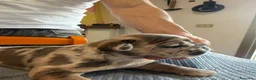 Bulldog Francese cani in vendita: bulldog francese bulldog animali  - Annuncio 12