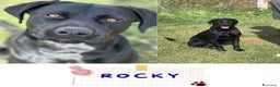 Meticcio cani in regalo: Rocky simil labrador retriever in adozione - Annuncio 1