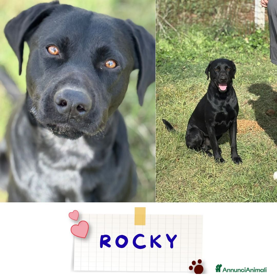 Meticcio cani in regalo: Rocky simil labrador retriever in adozione - Annuncio 1