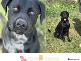 Meticcio cani Rocky simil labrador retriever in adozione - Annuncio 8