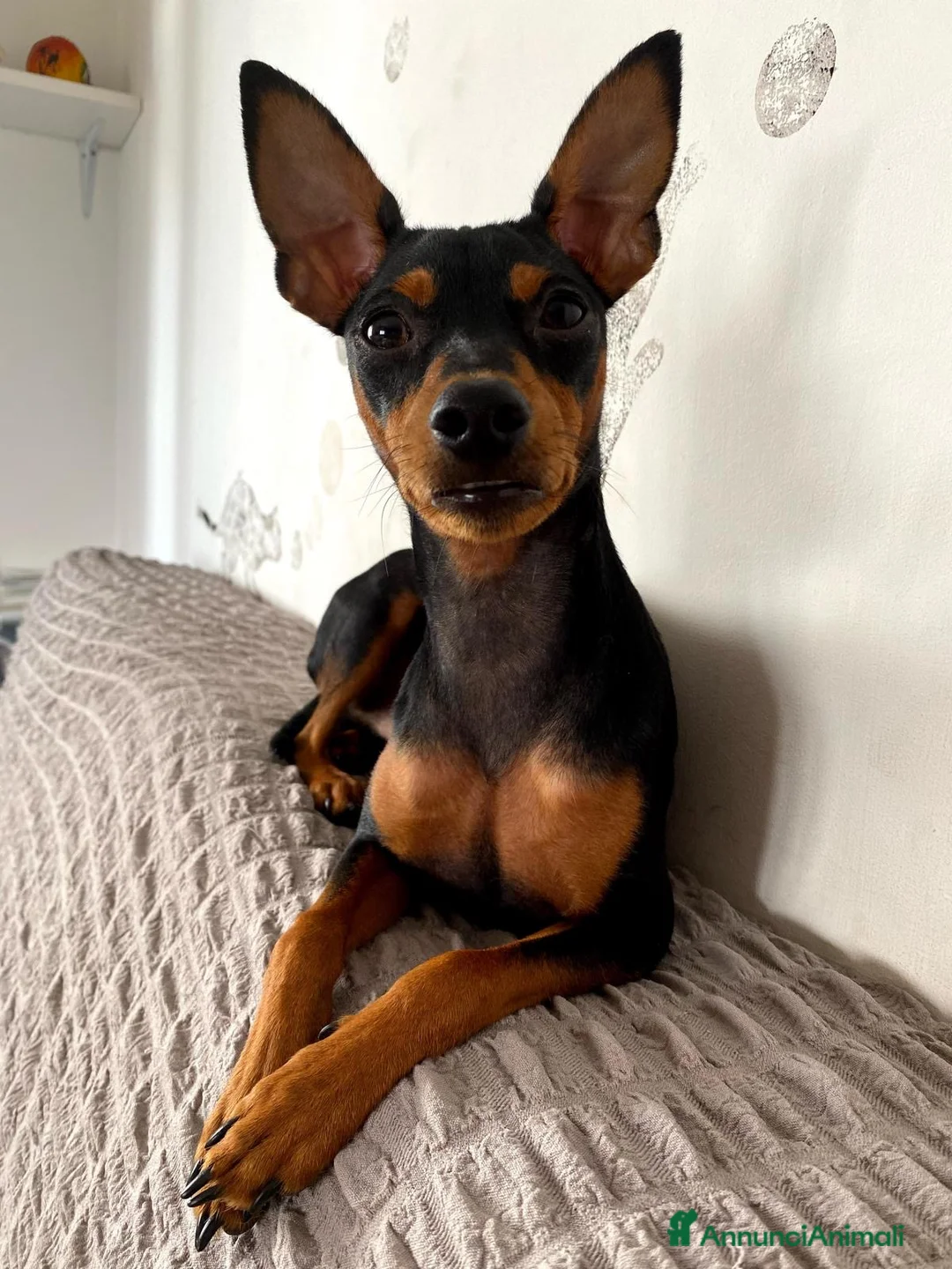 Pinscher Miniatura cani per accoppiamento: PINSCHER MASCHIO DISPONIBILE PER ACCOPPIAMENTO - Annuncio 1