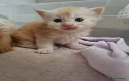 Maine Coon gatti in vendita: Cuccioli di Maine Coon - Pagamento Flessibile - Immagine 3