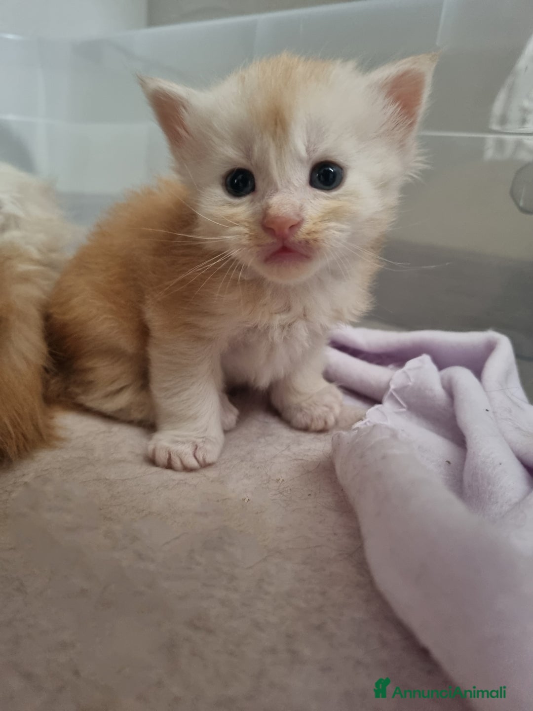 Maine Coon gatti in vendita: Cuccioli di Maine Coon - Pagamento Flessibile - Immagine 3