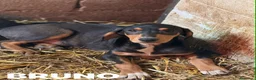 Meticcio cani in regalo: 5 CUCCIOLI simpaticissimi e coccoloni in canile! - Annuncio 2