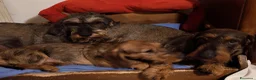 Bassotto cani in vendita: Bassotto pelo duro - Annuncio 2