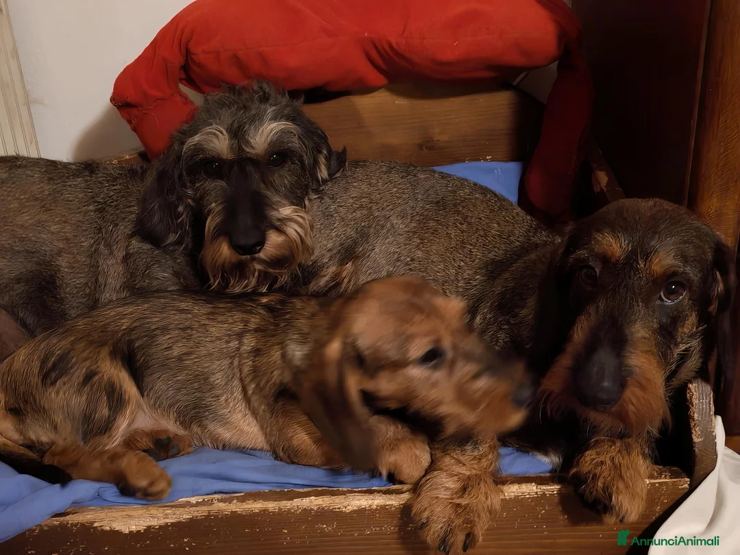 Bassotto cani in vendita: Bassotto pelo duro - Annuncio 2