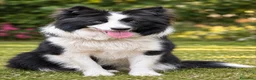 Border Collie cani in vendita: Cuccioli di border collie  - Annuncio 2