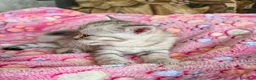 Scottish gatti in vendita: Cuccioli Scottish Fold e Straight con Pedigree - Annuncio 5
