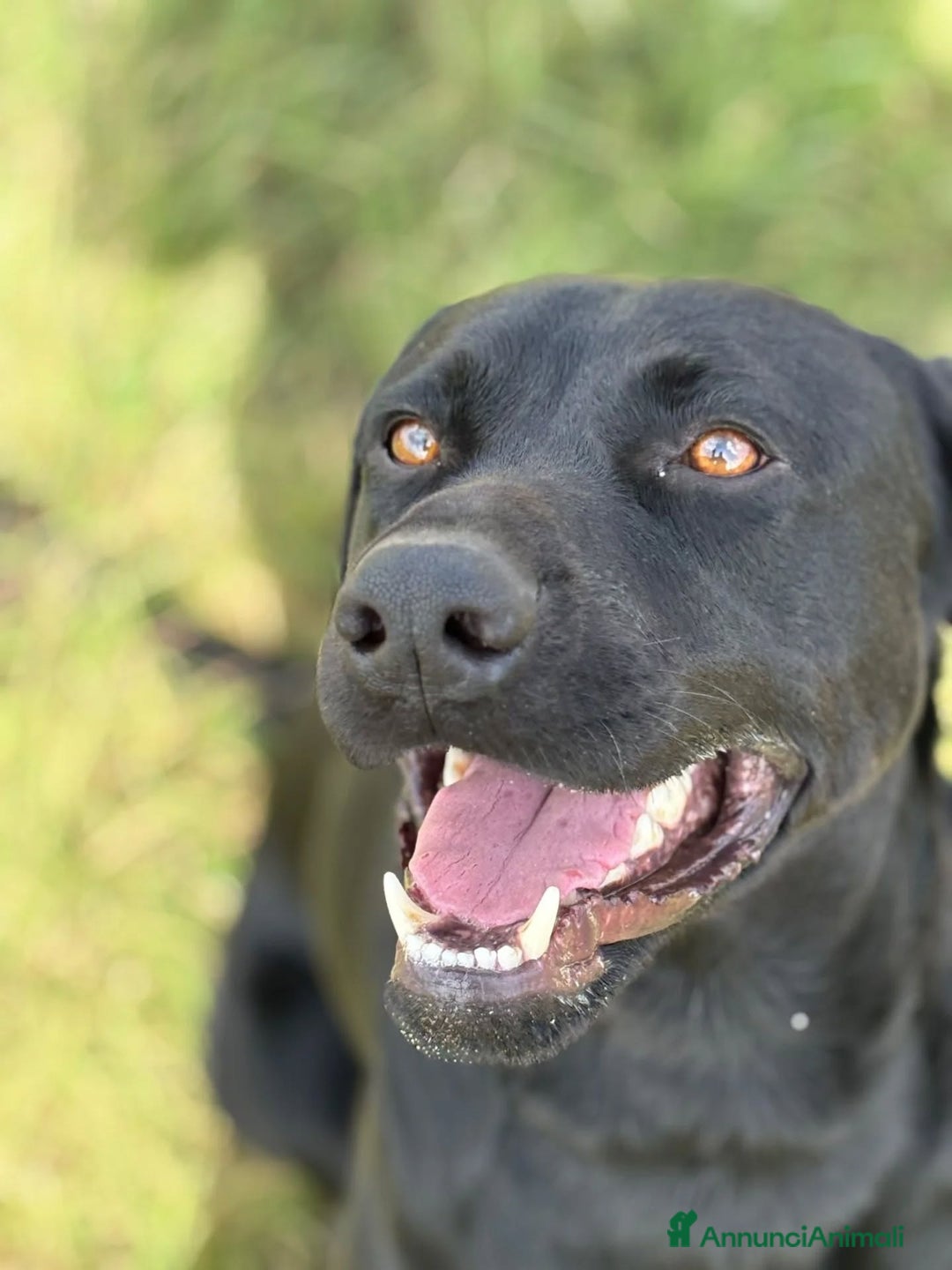 Meticcio cani in regalo: Rocky simil labrador retriever in adozione - Annuncio 3