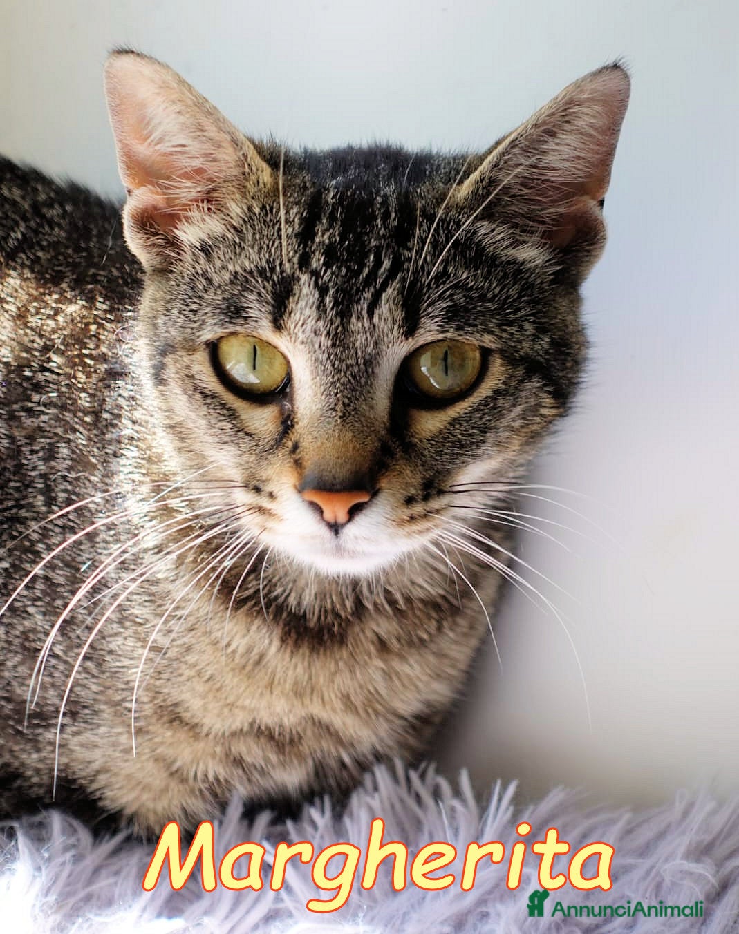 Europeo gatti  MARGHERITA BELLISSIMA  GATTINA - Annuncio 1