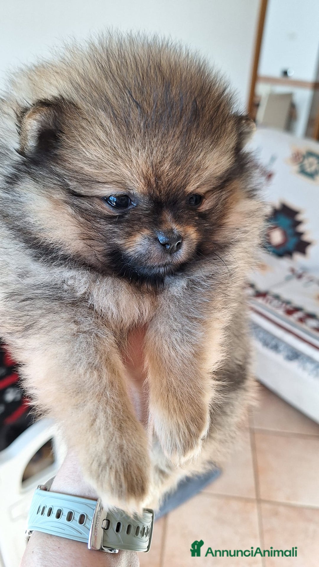 Volpino Pomerania cani in vendita: Spitz tedesco nano - Annuncio 3