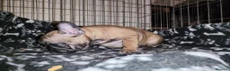 Bulldog Francese cani in vendita: Ultima cucciola di Bulldog francese cream - Annuncio 8