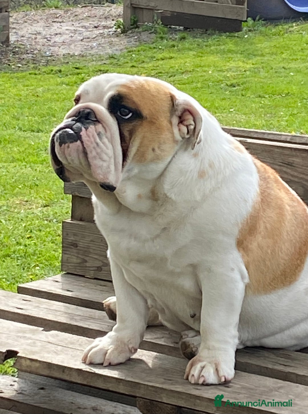 Bulldog cani in vendita: Bulldog inglese cuccioli - Annuncio 1